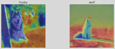 GradCAM from husky vs wolf example 